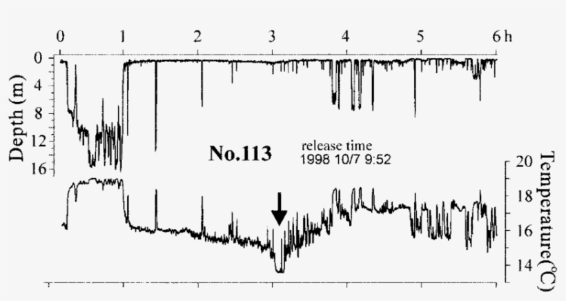 Profiles Of Swimming Depth And Ambient Temperature - Diagram, transparent png download