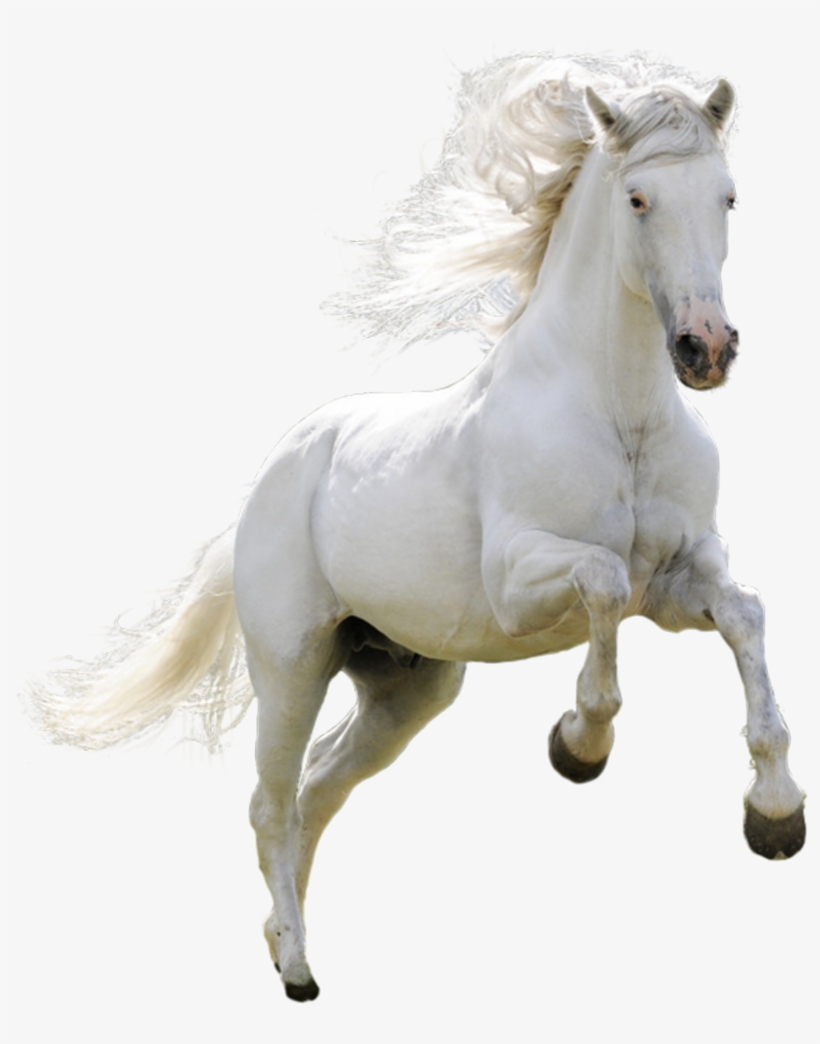 White Horse Png - Horse Hd Images Download, transparent png download