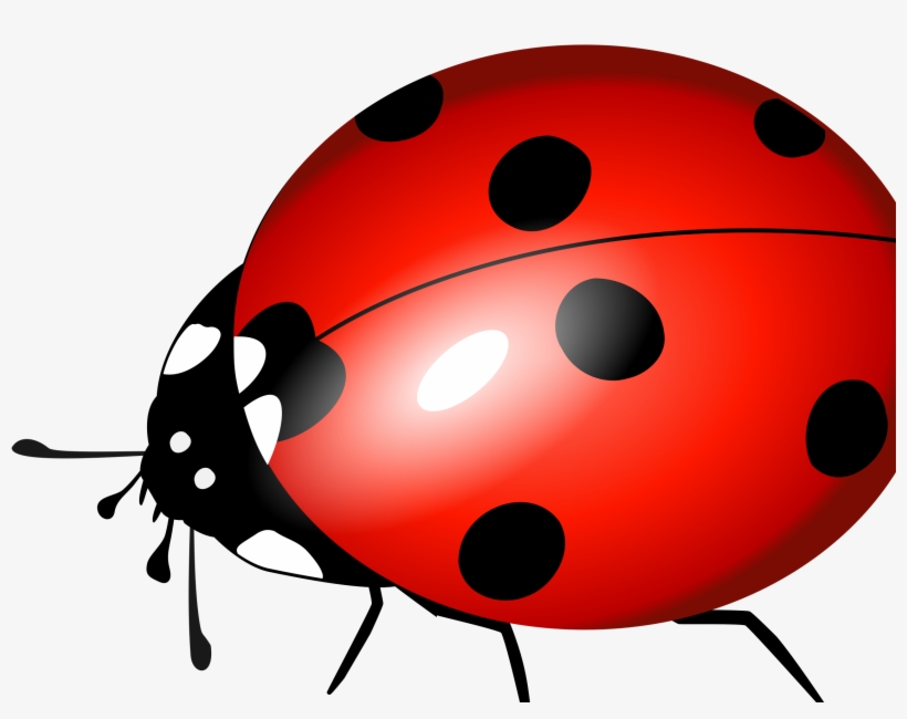 Ladybug, transparent png download