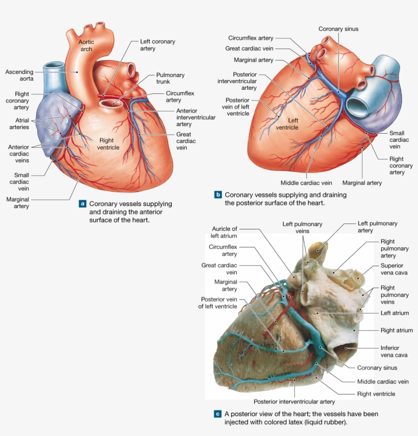 The Heart Is A Four-chambered Organ That Pumps Blood - Coronary Circulation, transparent png download