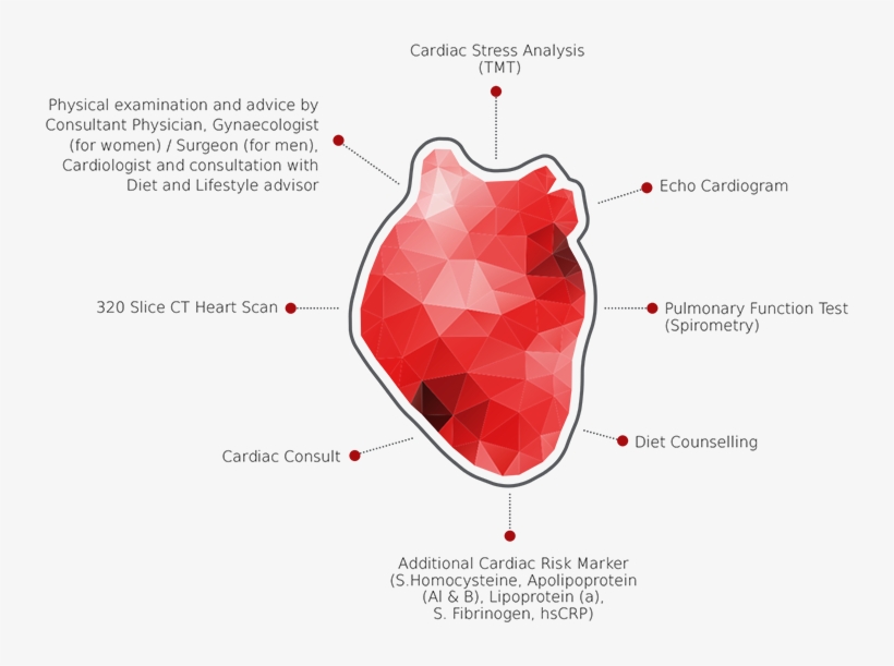 It Shows Not Only Whole Organ Anatomy, But Also The - Diagram, transparent png download