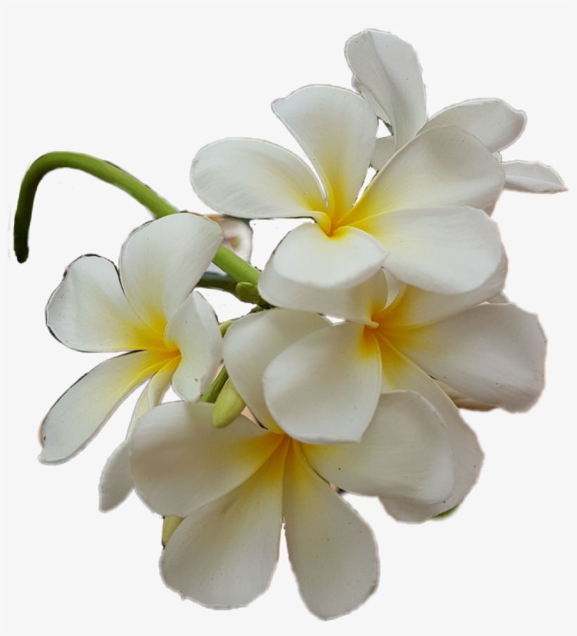 Plumeria Sticker - Frangipani, transparent png download