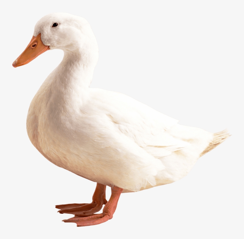 Free Png Download Duck Png Images Background Png Images - Duck Png, transparent png download