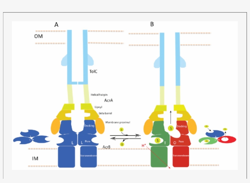 Schematic Cartoon Of The Transport Mechanism - Acrb Transport Mechanism, transparent png download