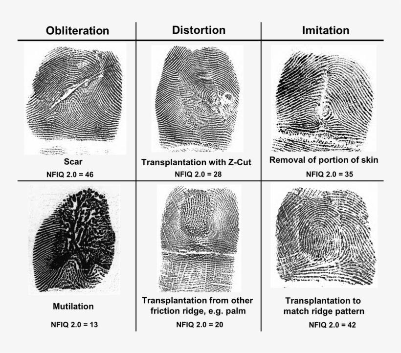 Types Of Fingerprint Alterations - Sketch, transparent png download
