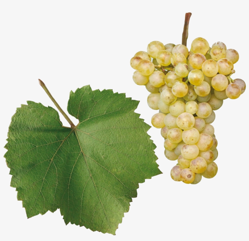Chardonnay - Chardonnay Grape Png, transparent png download
