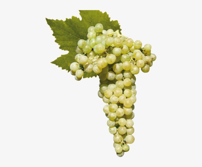 Wine In Bulk - Seedless Fruit, transparent png download