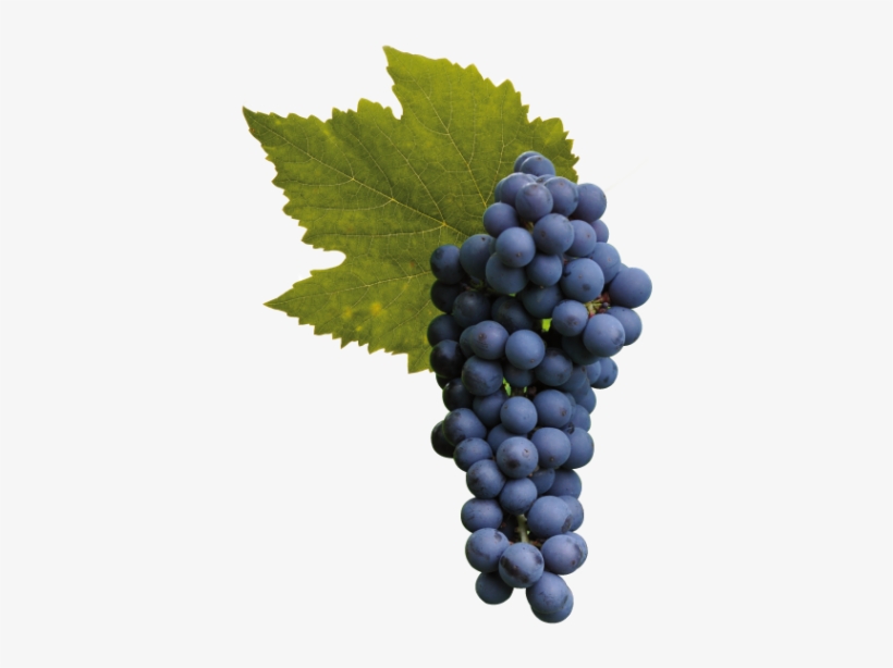 Wine In Bulk - Pinot Noir Grapes Png, transparent png download