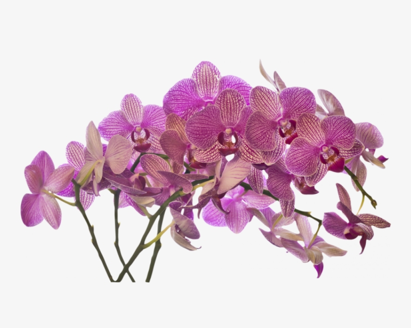 Http - //www - Murando - 1 - Png - V Ramo De Flores - Orchids, transparent png download