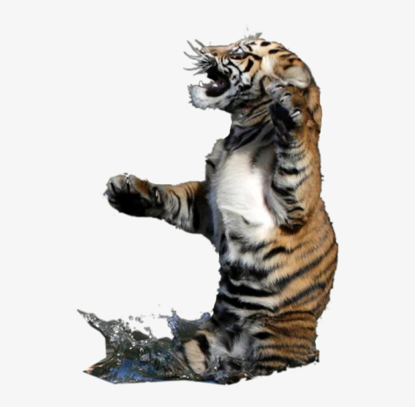 Animalbaby Tiger Playing In The Water From Photoshopbattles - Siberian Tiger, transparent png download
