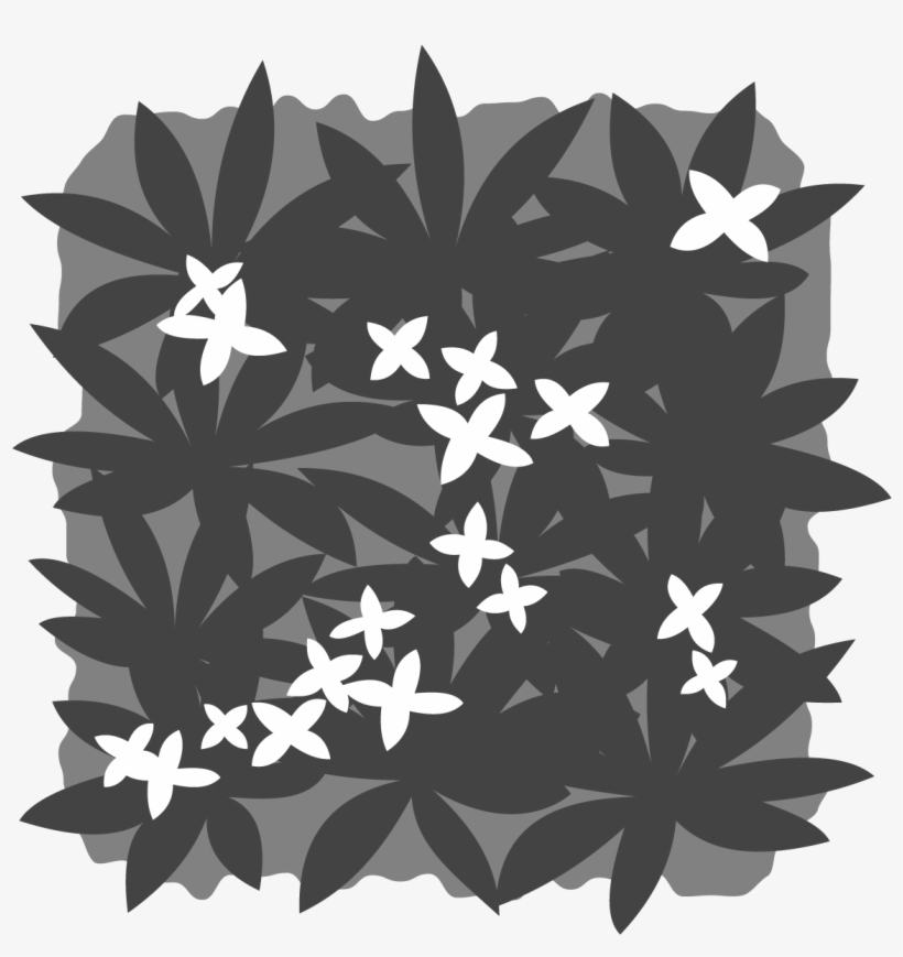 Common Plant Terms Plants By Post Cover Ⓒ - Jasmine, transparent png download