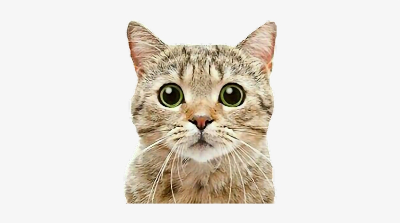 Cat Cats Tabbycat Tabby Petsandanimals Animals Loveanim - Cat White Background Peeking, transparent png download