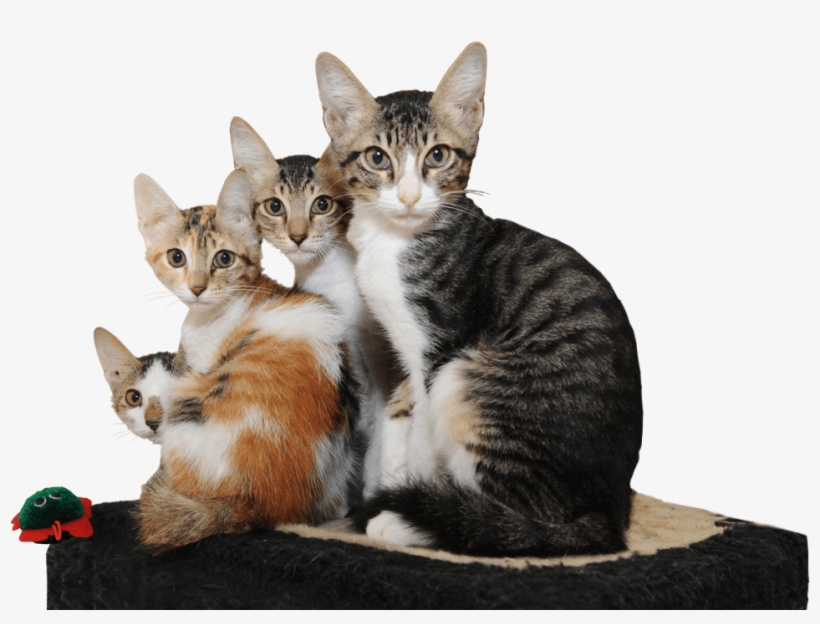 Animal Shelter - Arabian Mau, transparent png download