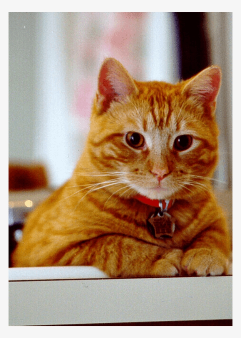 Kitten Saint Charles Clinic - Arabian Mau, transparent png download