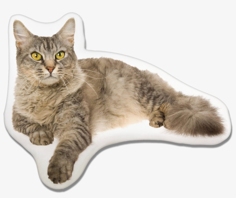 Laperm Cat Pillow Chat Laperm Png Image Transparent Png Free Download On Seekpng Laperm Cat Pillow Chat Laperm Png Image Transparent Png Free Download On Seekpng