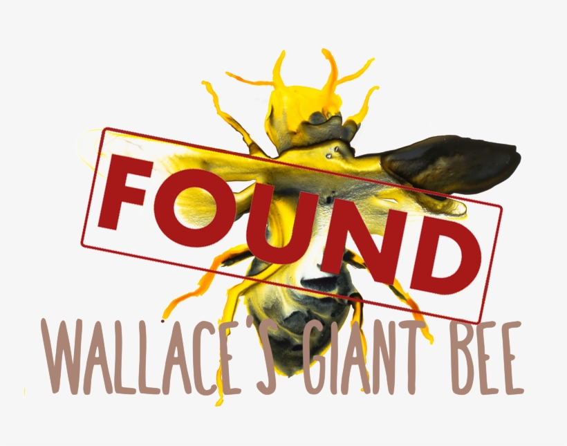 25 Most Wanted Lost Species - Graphic Design, transparent png download