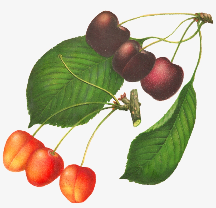 This Digital Cherry Clip Art Would Be Lovely In So - Cherry, transparent png download