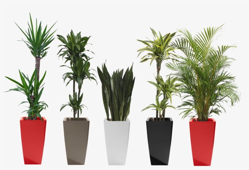 Common Office Plants, transparent png download