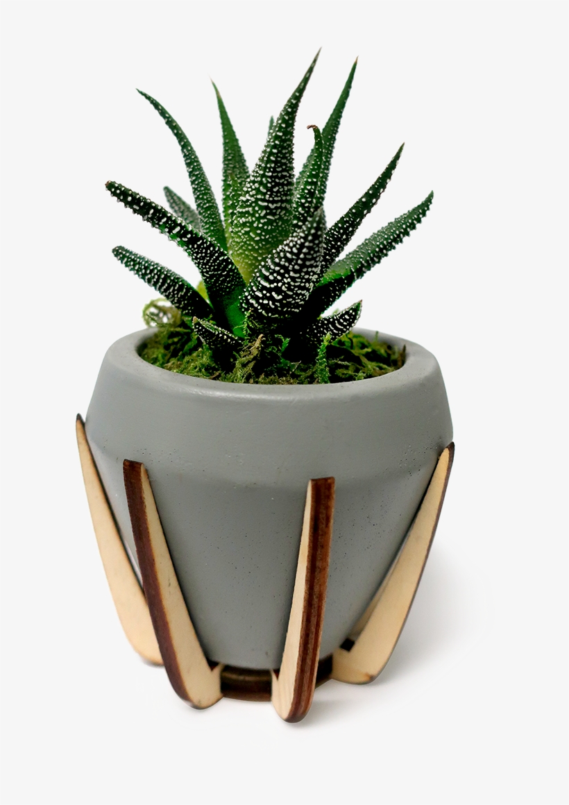 Atomic Haworthia Planter - Flowerpot, transparent png download