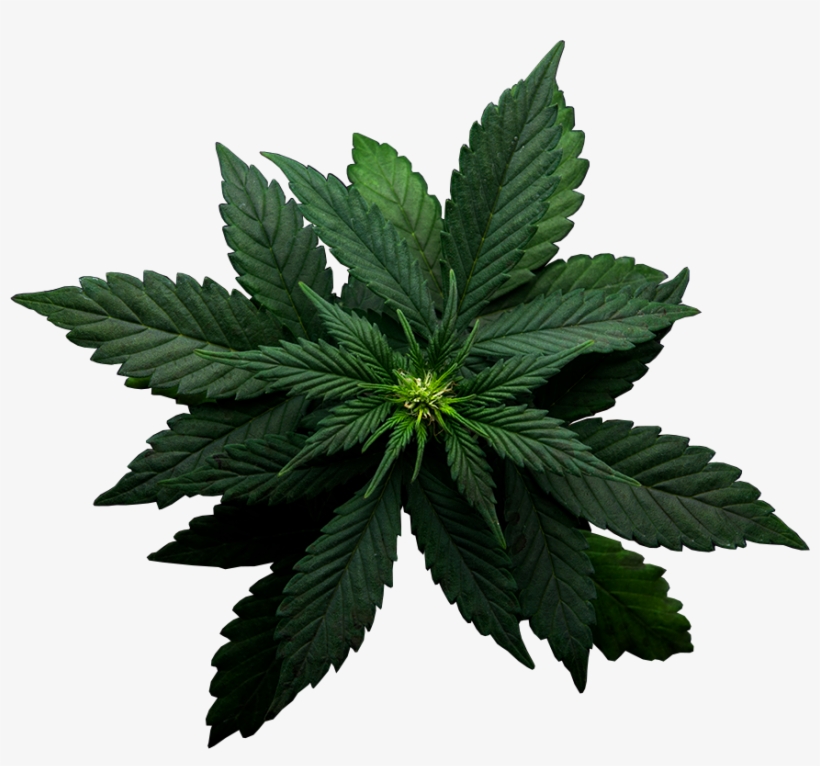 Cannabis, transparent png download