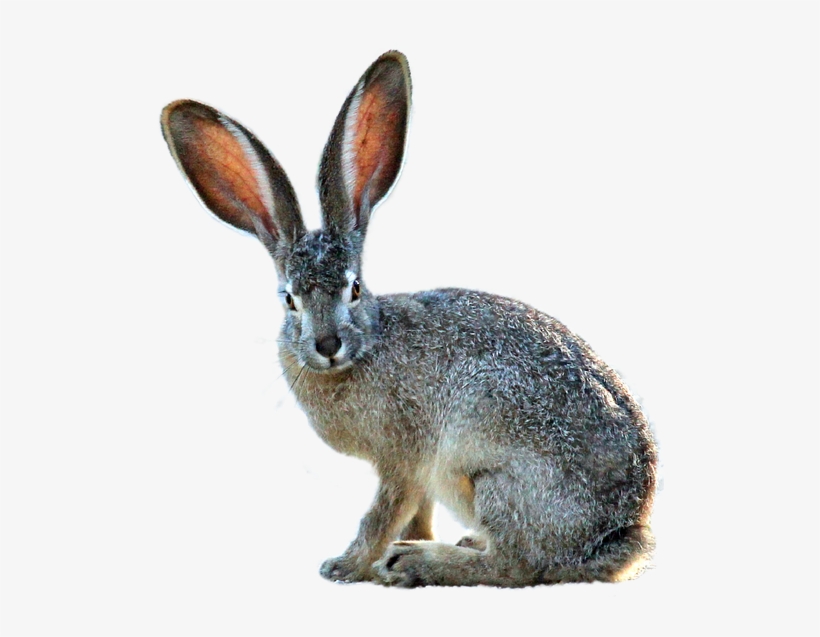 Hare Png - Black Tailed Jackrabbit Png, transparent png download