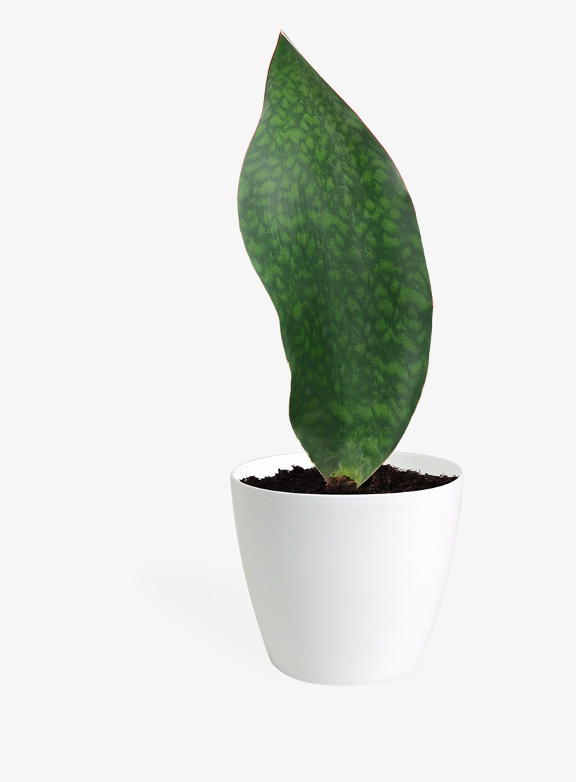 Sansevieria Whale Fin Small - Houseplant, transparent png download