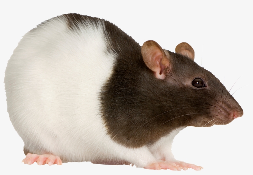 Rat - Non Insect Pest, transparent png download