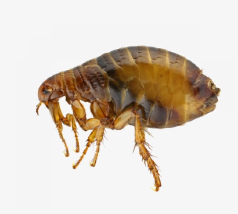 Fleas Extermination Control And Removal In Portland - Adult Flea, transparent png download