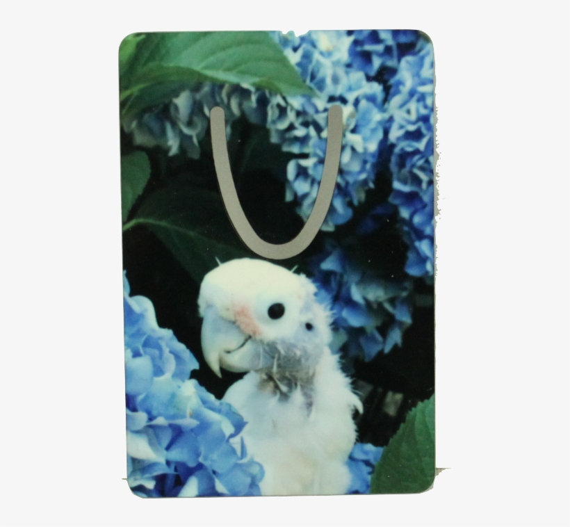 Home > New Items > Coco Cockatoo Bookmark Short - Cockatoo, transparent png download