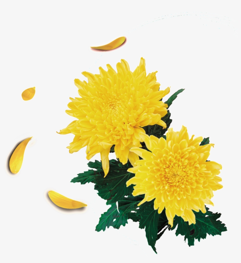 Beautiful Deep Yellow Hand Drawn Chrysanthemum Decorative - Chrysanthemum, transparent png download