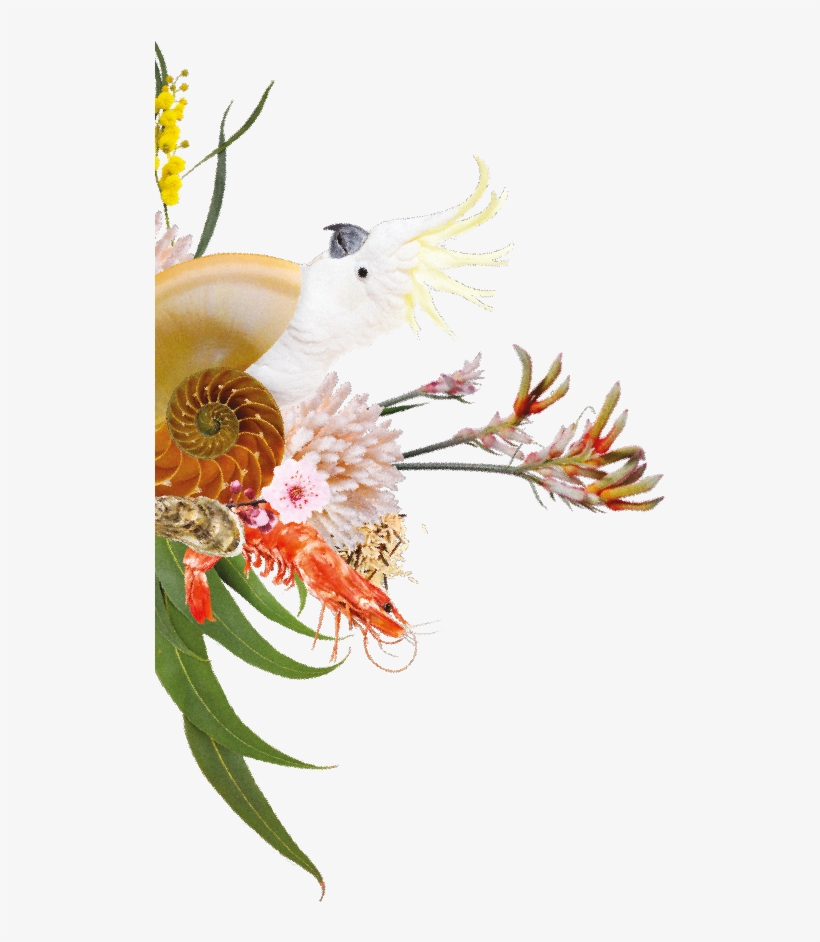Bg Img - Protea, transparent png download