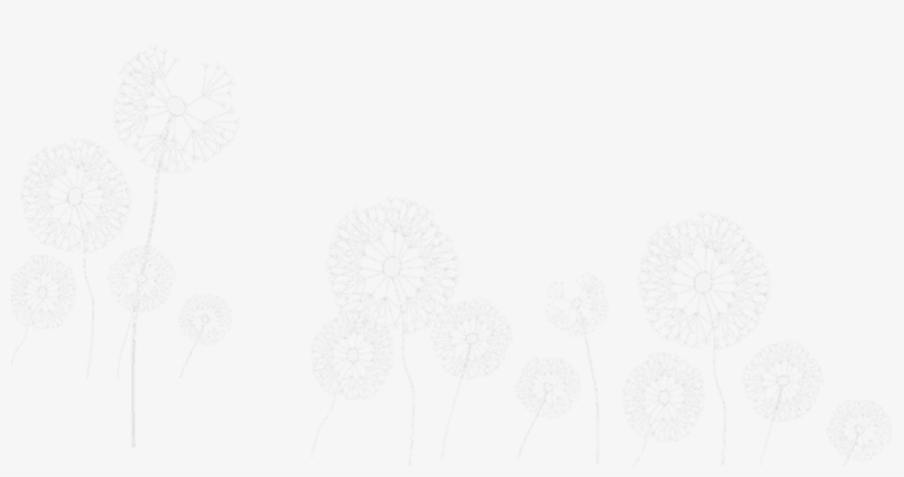Freetoedit A Group Of Dandelions Png Transparentbackgro - Sketch, transparent png download