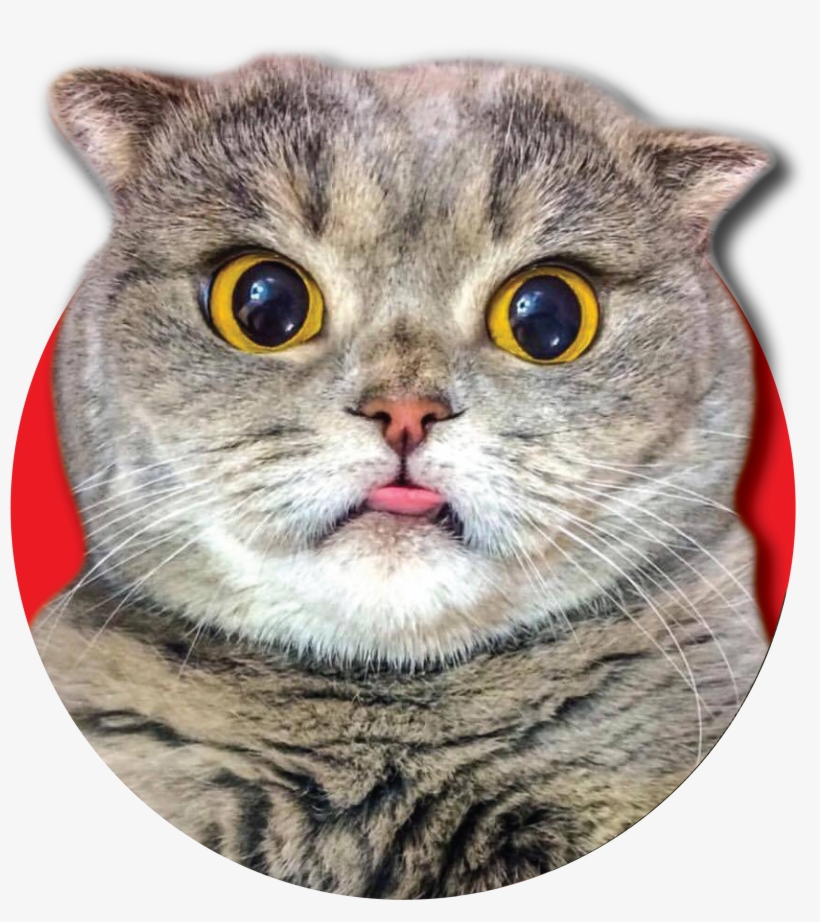 Meow Staff Photo Thing 01 - Domestic Short-haired Cat, transparent png download
