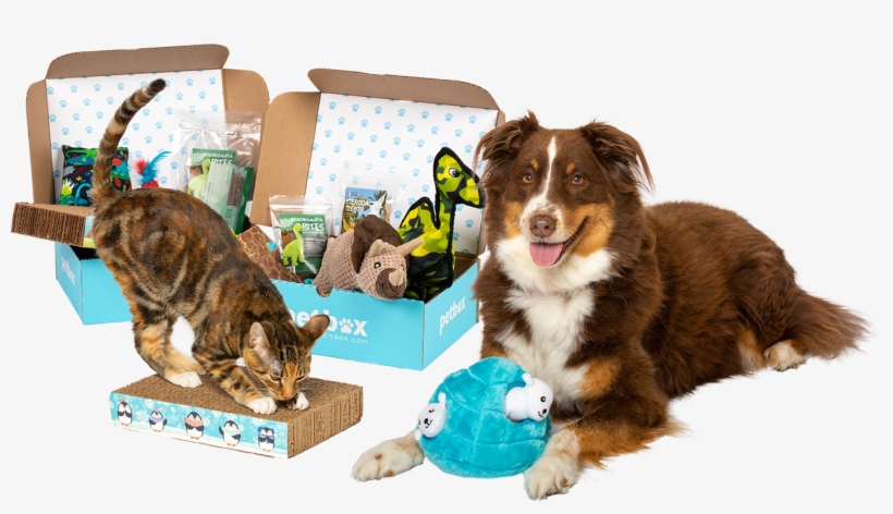 Australian Shepherd, transparent png download