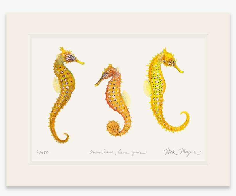 Sign Up And Get 10% Off - Northern Seahorse, transparent png download