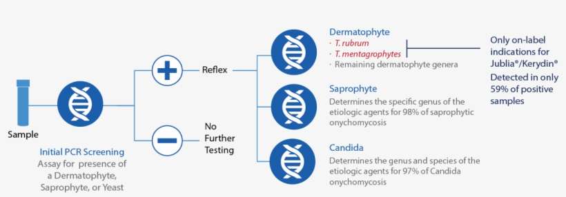 Oncho Test Flow 1200 Dmkulwiec2017 12 21t11 - Circle, transparent png download