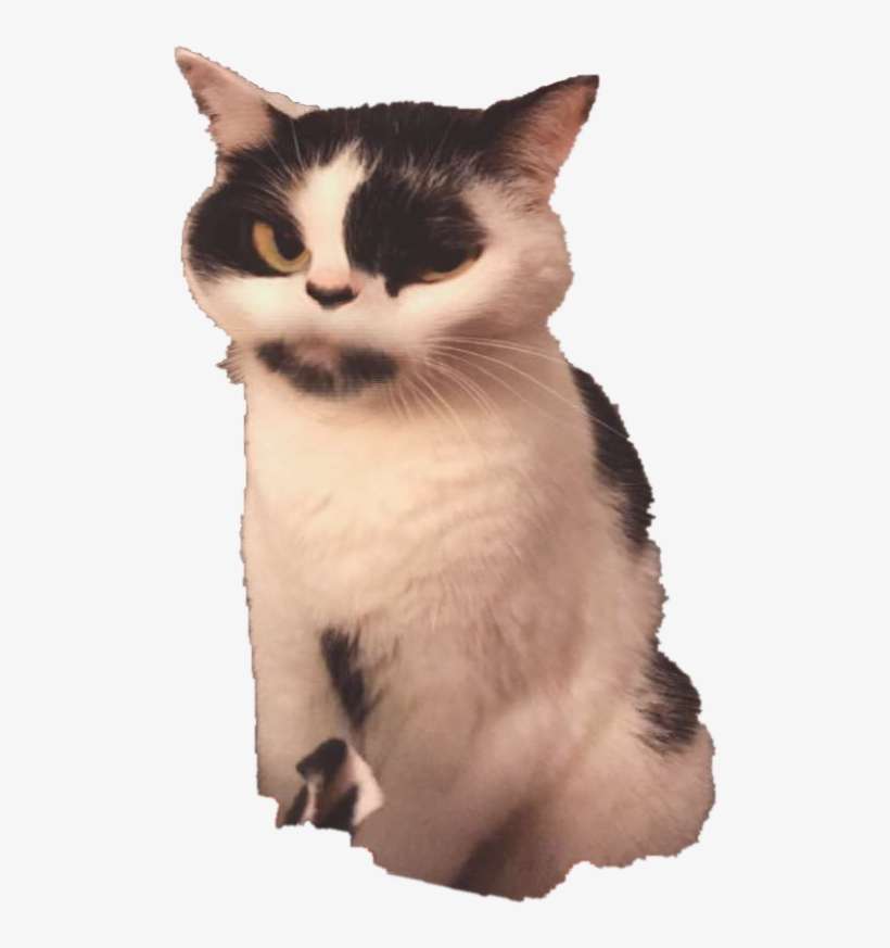 I Cut Out The Outline Of My Cat In Photoshop - Snowshoe, transparent png download