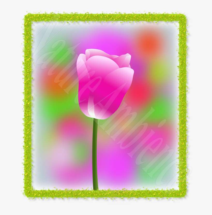 Sprenger's Tulip, transparent png download