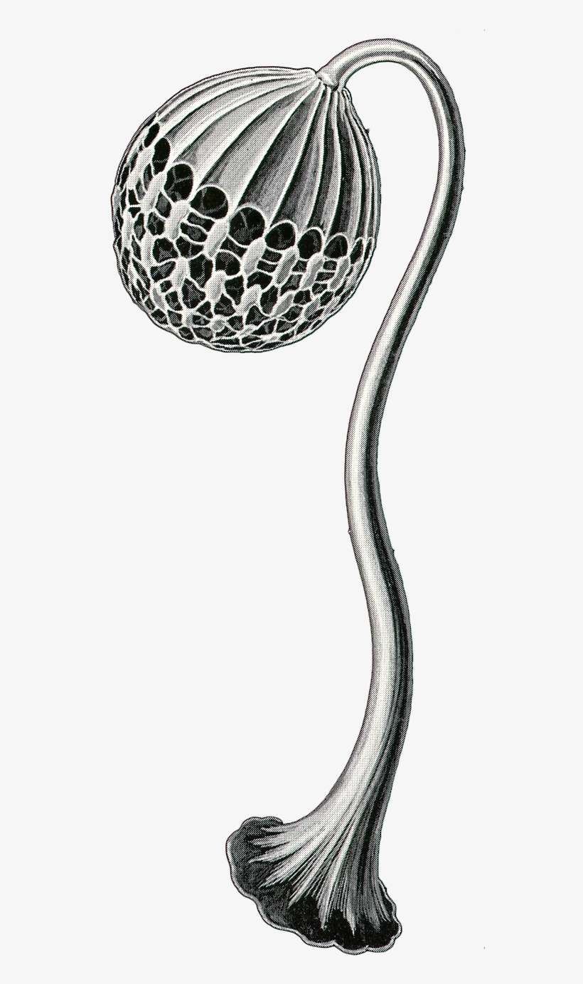 Field Lacrosse, transparent png download