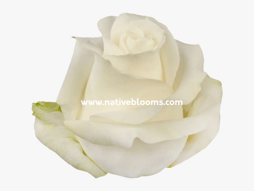White Roses - Garden Roses, transparent png download