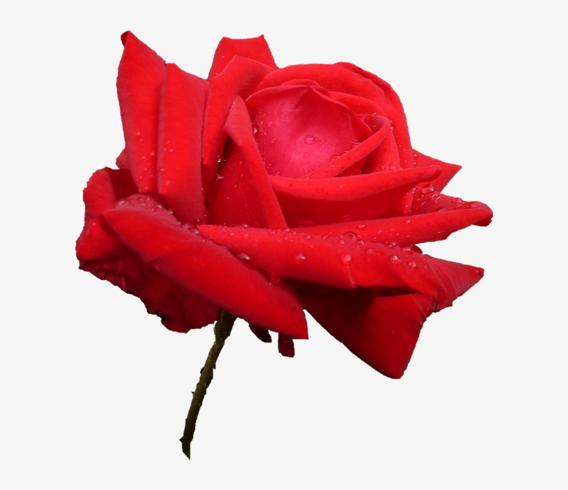 Pink, Nature, Rose Petals, Flower, Garden, Rosebush - Garden Roses, transparent png download