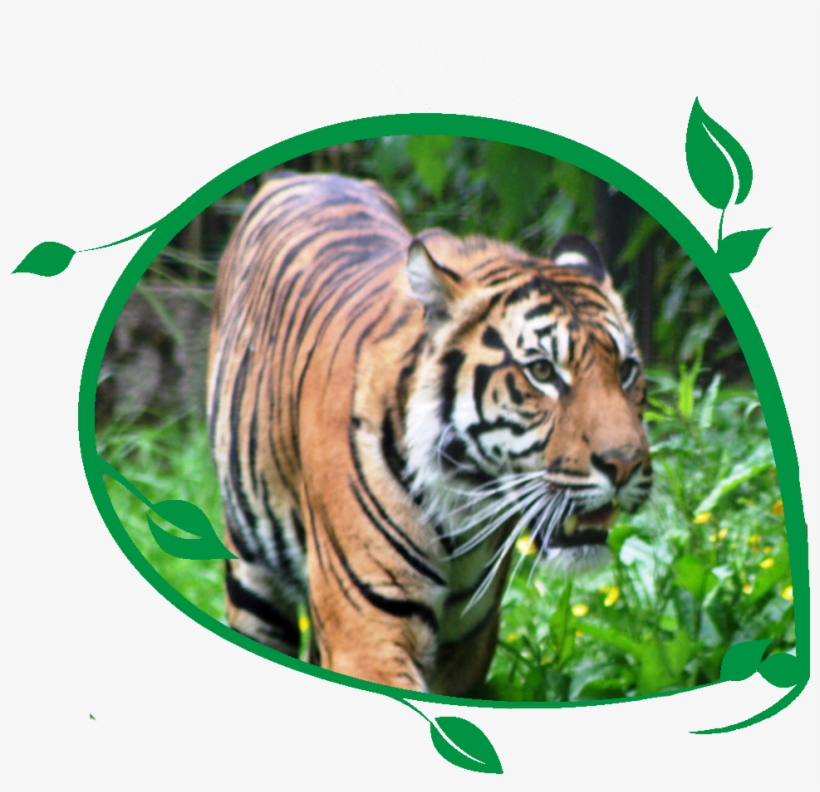 Tiger Bengal Tiger - Siberian Tiger, transparent png download