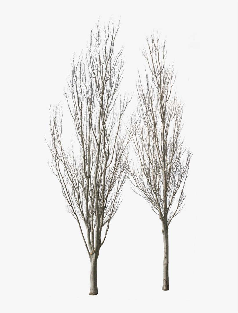 Populus Alba Group Winter - River Birch, transparent png download