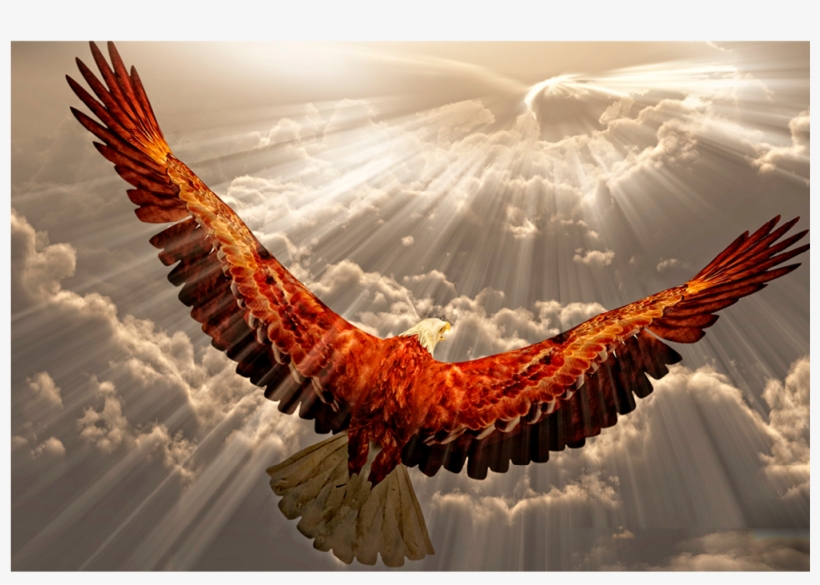 Golden Eagle - Anm025 - Do Eagles Avoid Rain, transparent png download