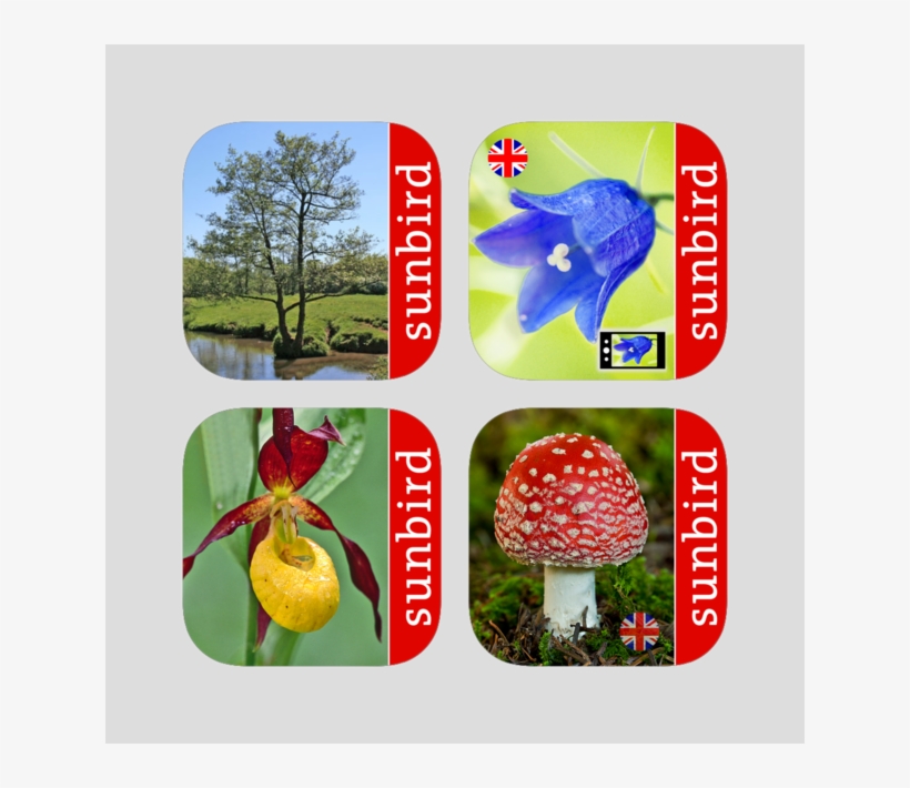 Sunbird Plant Box Uk - Agaric, transparent png download