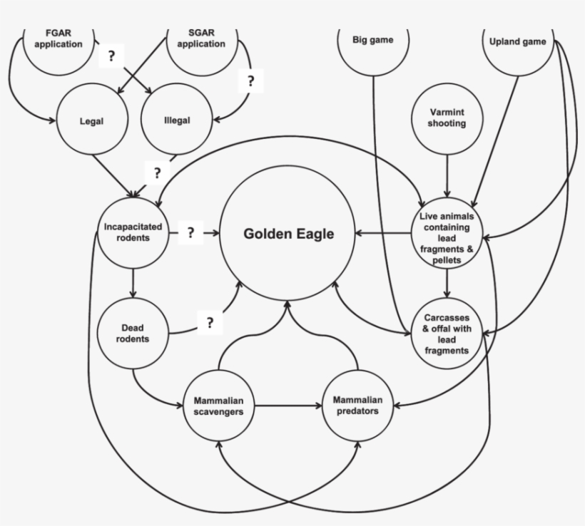 Conceptual Model Of Potential Golden Eagle Exposure - Diagram, transparent png download