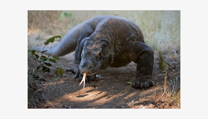 Komodo Dragons Are The Heaviest Lizards On Earth - Komodo Dragon Is The National Animal, transparent png download
