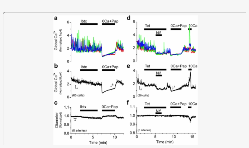 Inhibition Of Bk Channels With Iberiotoxin Or Inhibition - Diagram, transparent png download