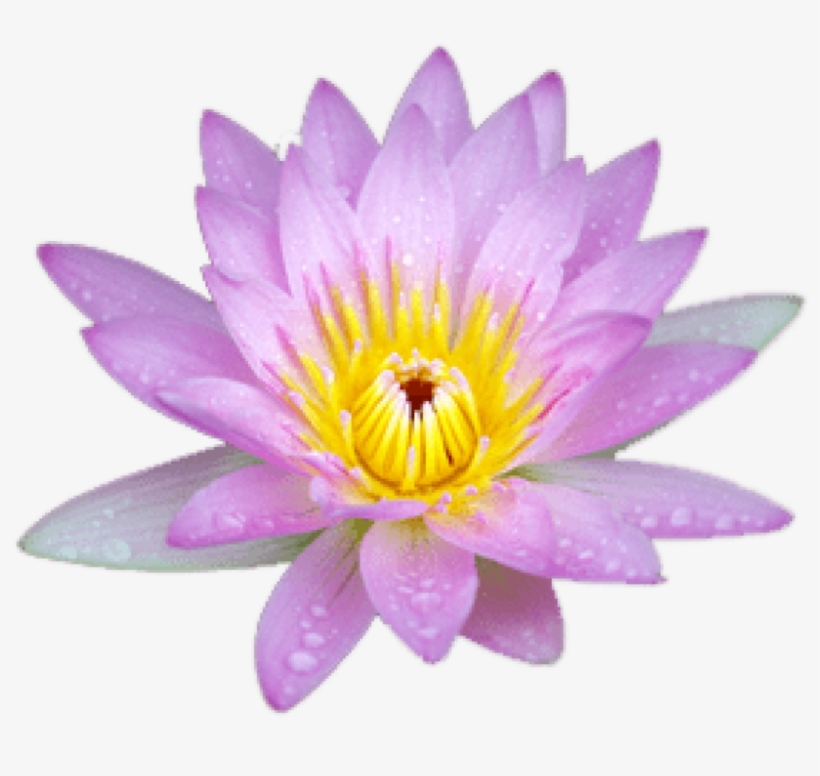 Download Small Pink Lotus Png Images Background - Sacred Lotus, transparent png download