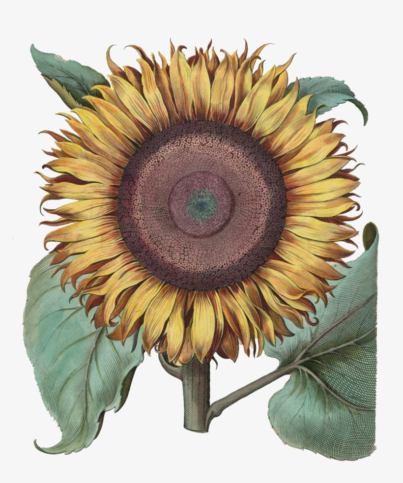 Sunflower Transparent - Hortus Eystettensis Poster, transparent png download